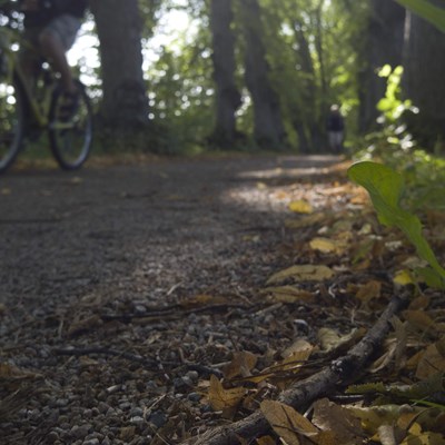 En stig i skogen med en cyklister som går förbi, gröna trä som backgrund och gula löv på marken.