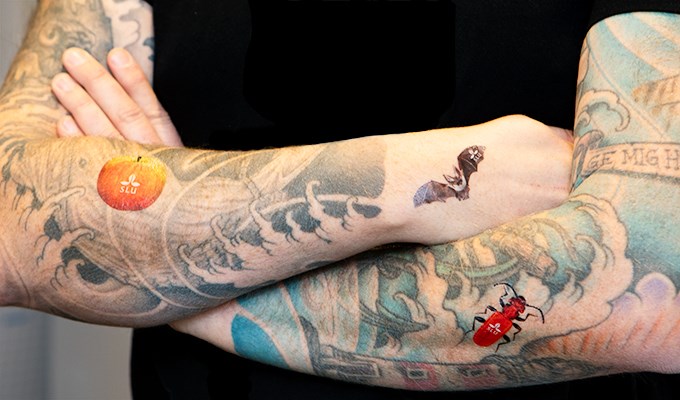 Arms filled with tatoos. Photo.