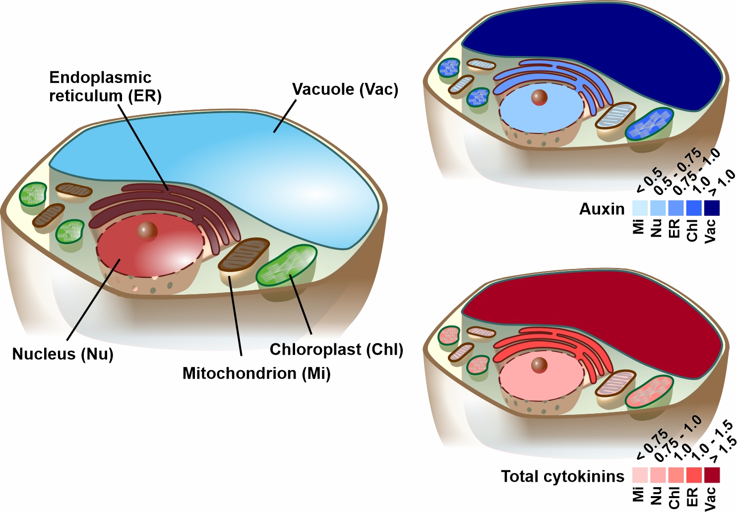 On the left side, a graphical overviews of the compartments of a plant cell that are labeled in different colours are shown. On the upper right corner the concentration of the plant hormone auxin is shown in different blue coulors in the different cell compartments illustrating that the highest concentration. Similarly, the concentration of the plant hormoone cytokinin in the different cell compartments is shown on the lower right corner in different red colours.  
