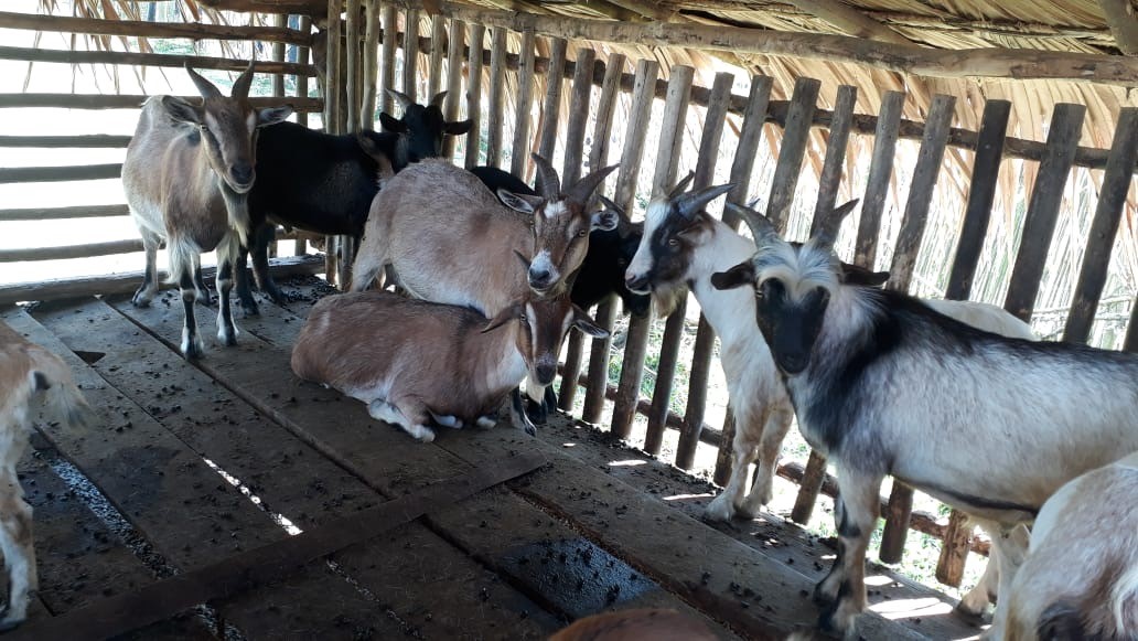 Goats in a pen