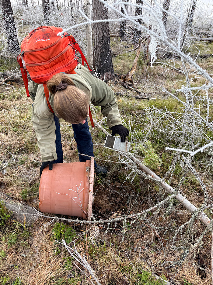Kontroll av fälla. Foto.