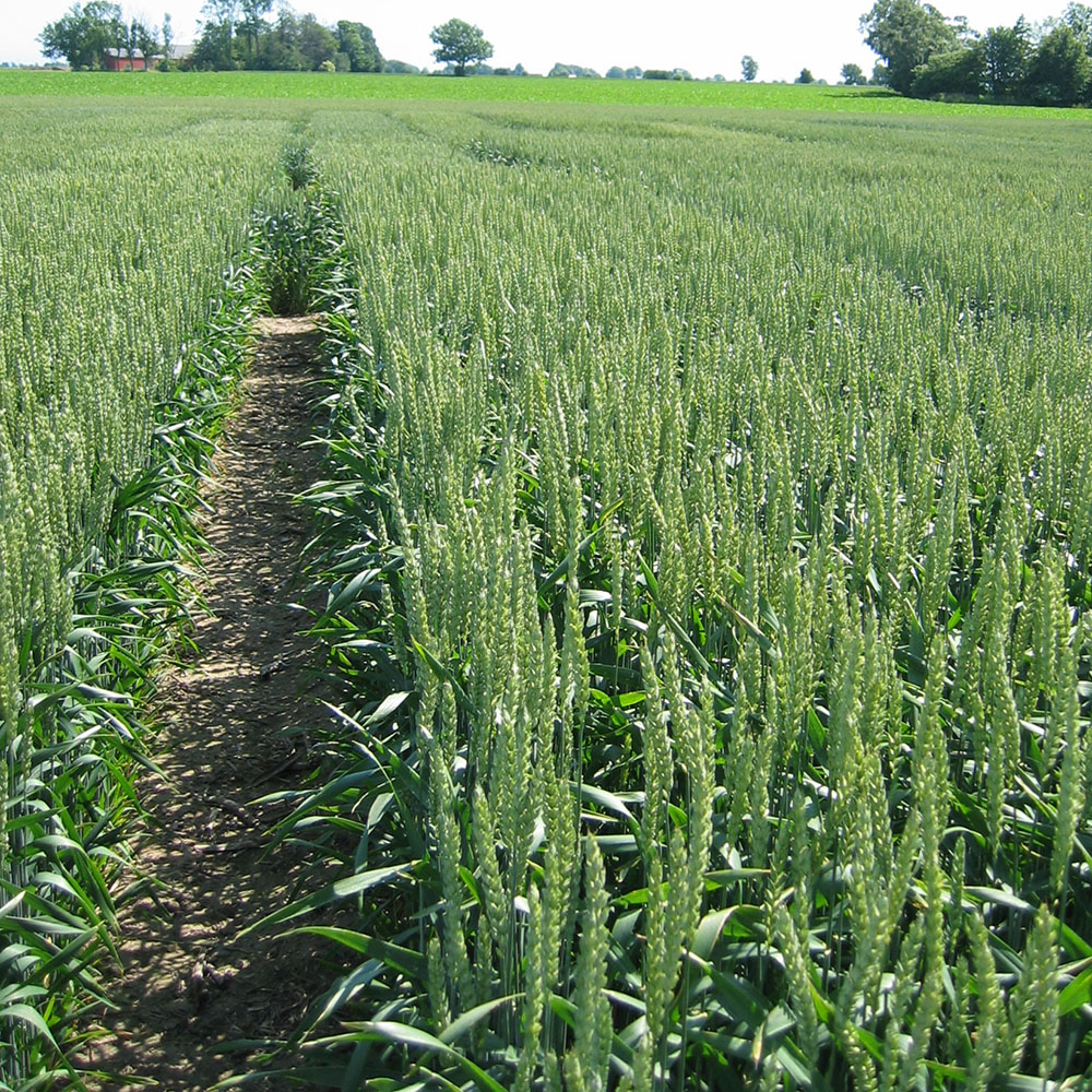 Bild av fält med vete