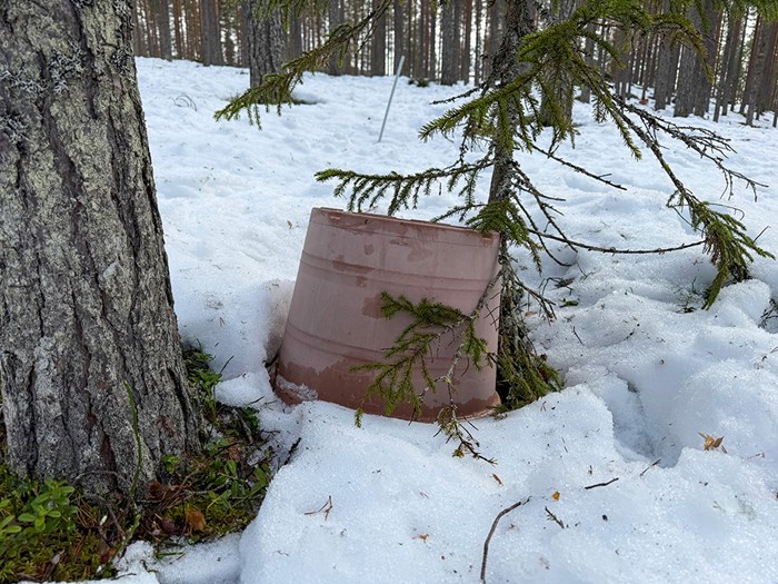Hink i skog. Foto.