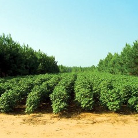 Agroforestry with pine and cotton