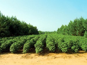 Agroforestry with pine and cotton