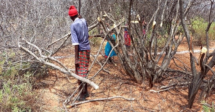 Locals study bushes in Kenya
