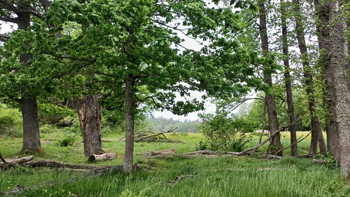Elms at Morga hage nature reserve. Photo