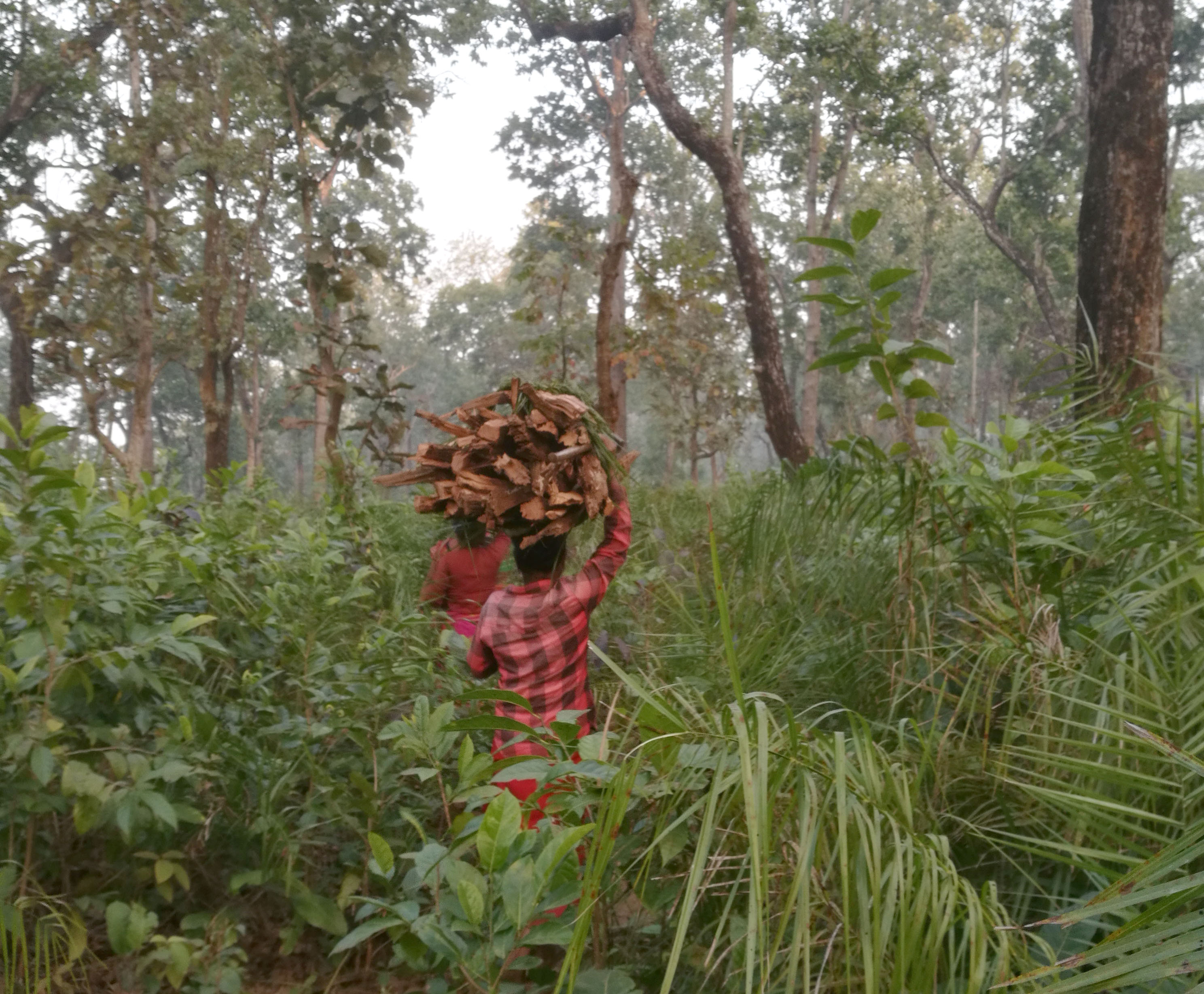 Person in forest