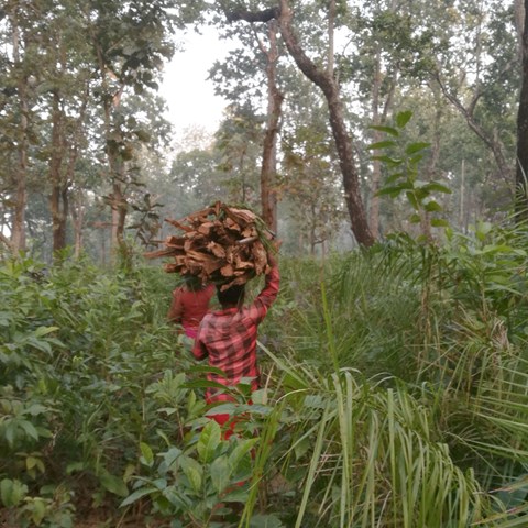 Person in forest