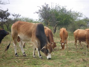 Grazing livestock, Kenya