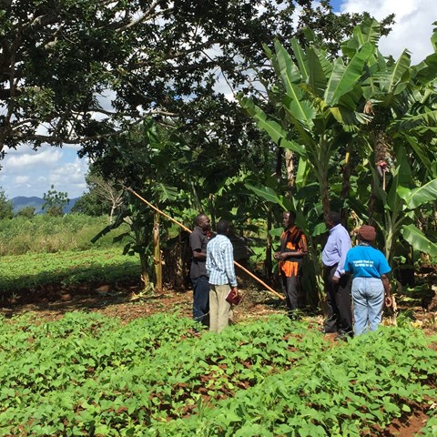 Agriculture in Tanzania