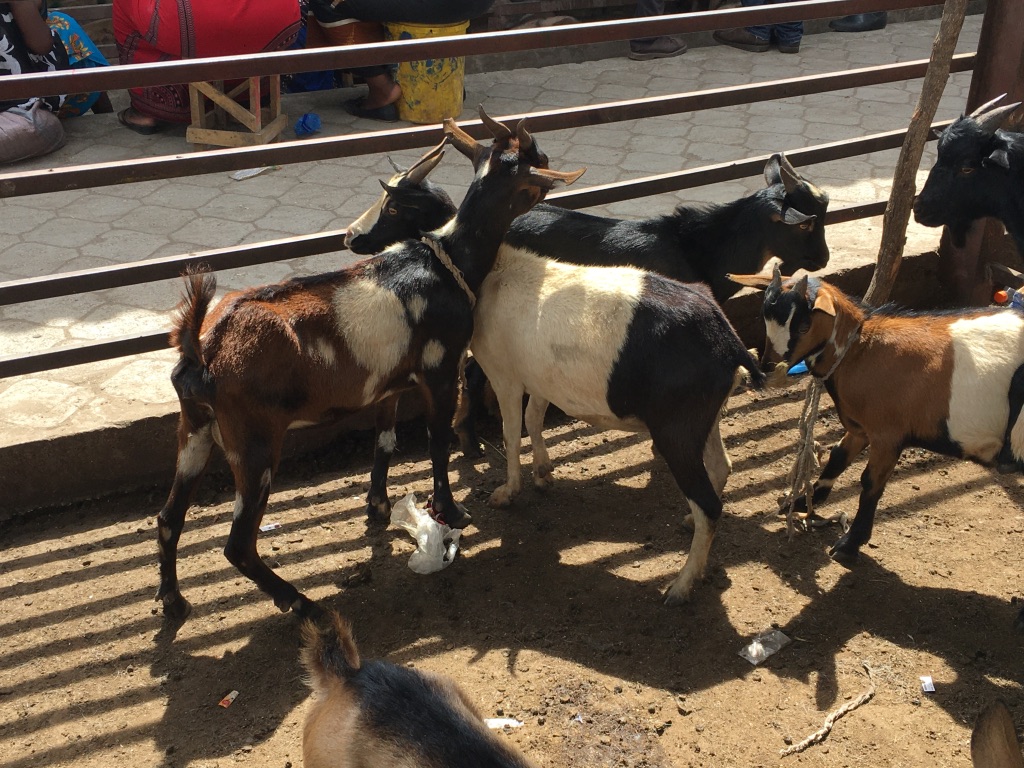 Goats in Zambia