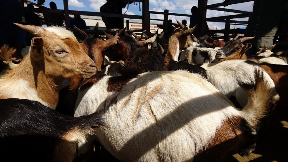 Goats in Zambia