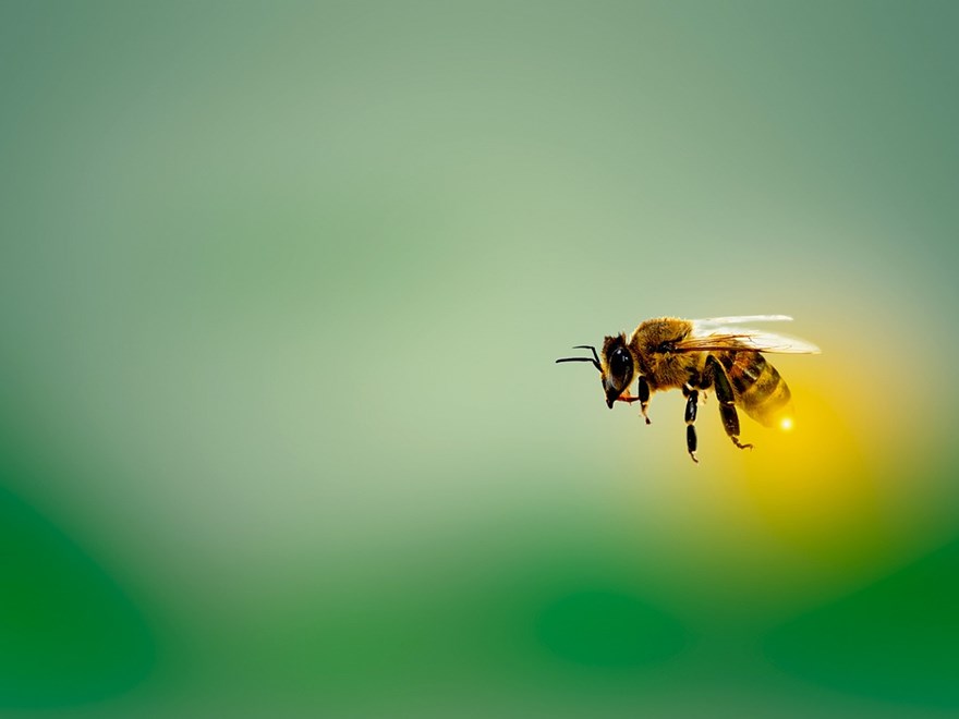 Bi som flyger. Foto från Pixabay