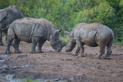 Two rhinos