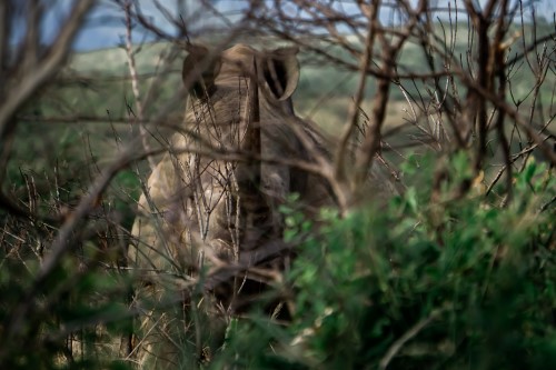 A rhino hiding in bushes