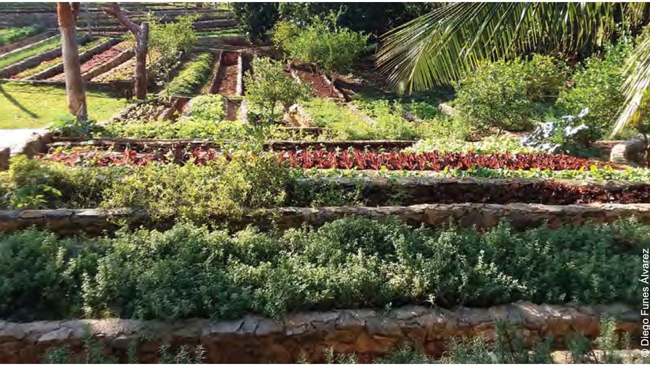 Cultivations in Cuba