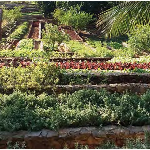 Cultivations in Cuba