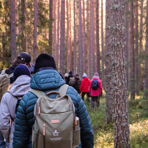 Studenter som går i skog under Forest STudent Summit 2023. Foto av Daniel Stjärna