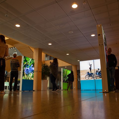 Foto av fotoutställning med stora ljuslådor med bilder monterade i. Bilden är tagen med grodperspektiv och visar folk som går runt i utställningen.