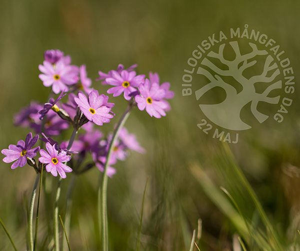 Majvivor på Biologiska mångfaldens dag 22 maj