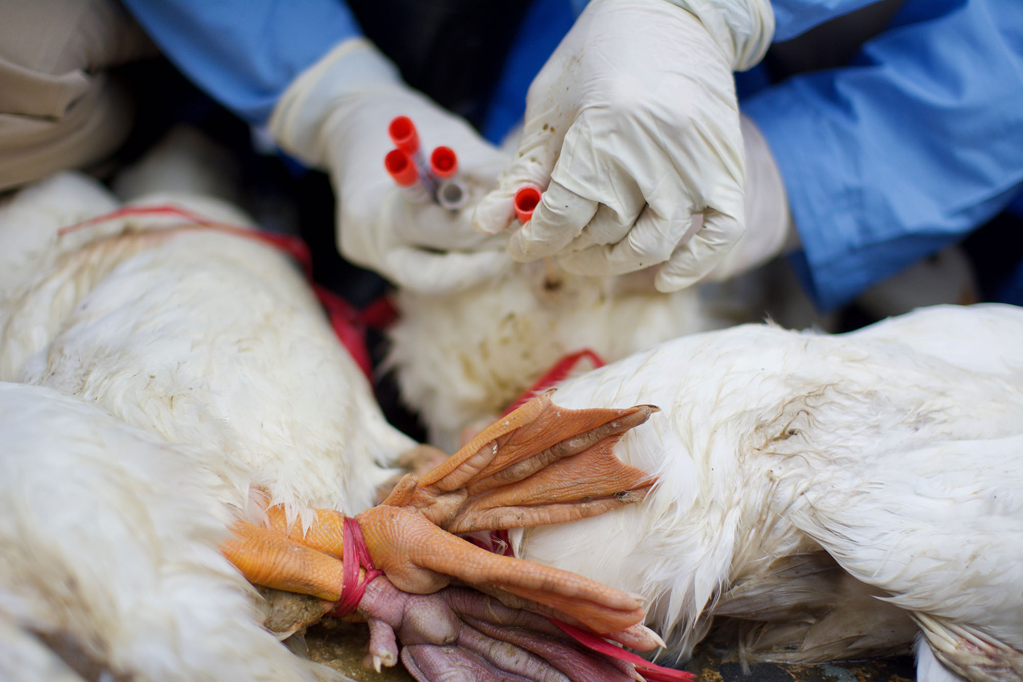 Taking samples on ducks