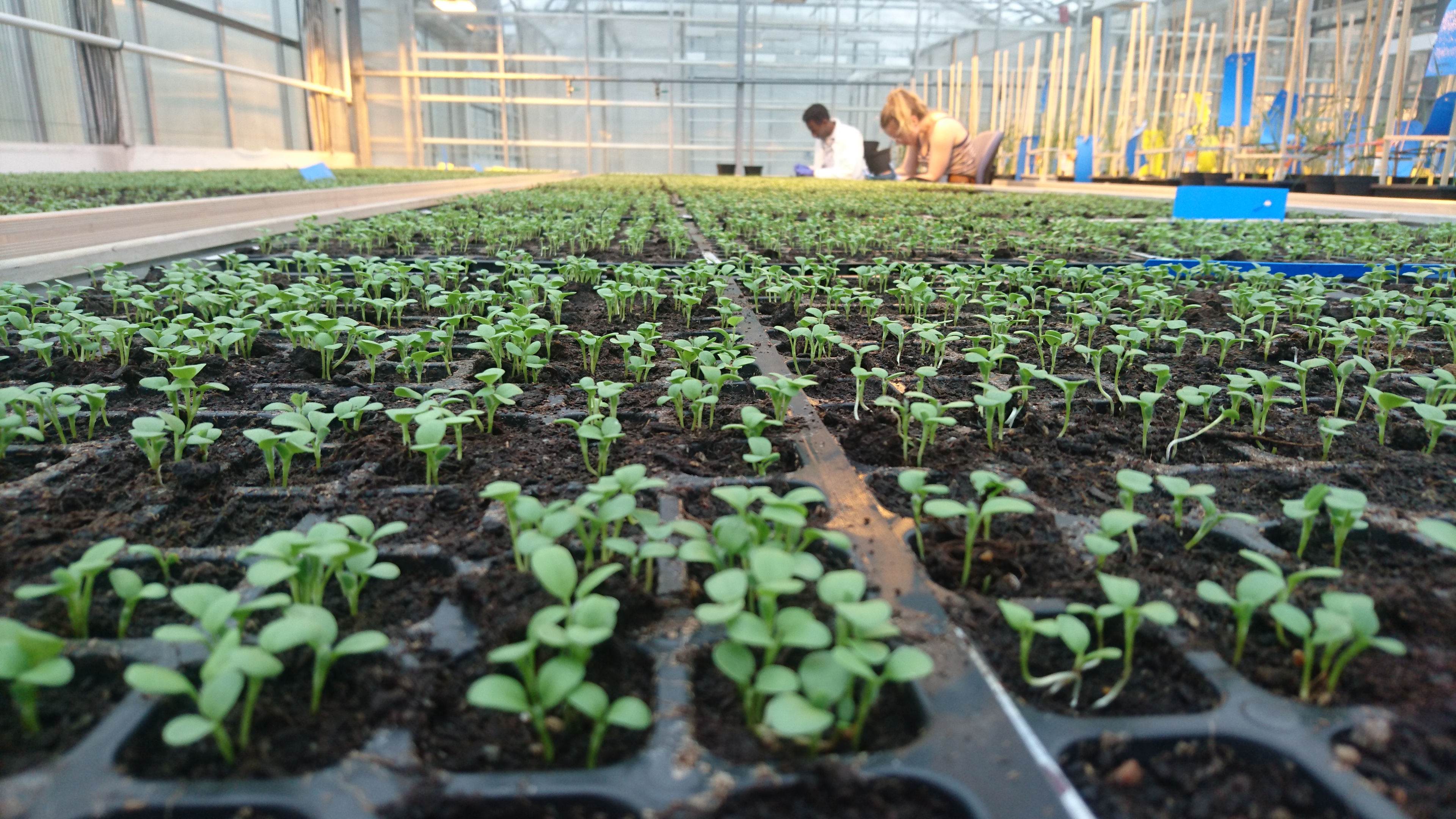 Två forskare sitter vid ett jättestort bord fyllt med späda rödklöverplantor.