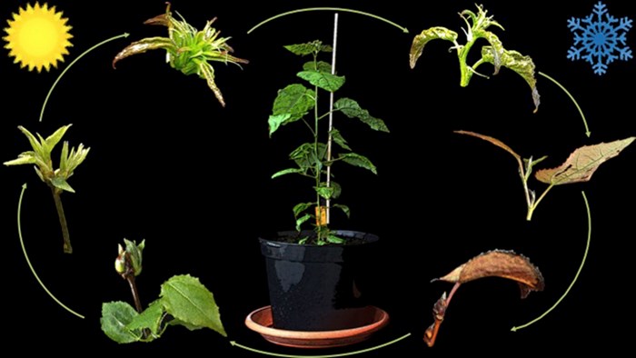 Illustration of the different stages of the annual growth cycle in a juvenile aspen tree. Illustration Dominque André 
