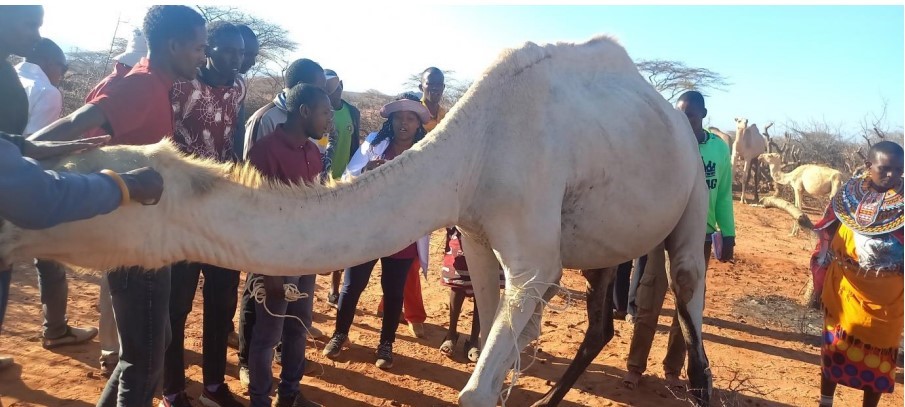 People looking at a camel in Kenya