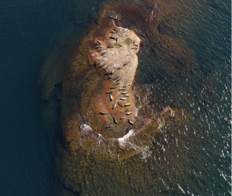 Flygfoto över säl-ö
