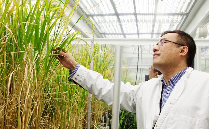 Researcher looking at rice plants in green house