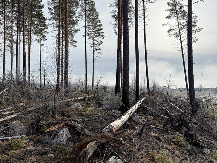 Bränd skog. Foto.