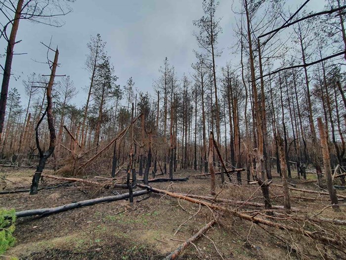 skadad skog