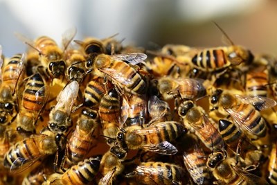 Närbild på många bin som är tätt tillsammans, foto.