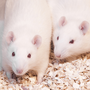 Två vita råttor med röda ögon tittar in i kameran. Foto.