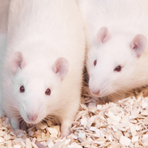 Två vita råttor med röda ögon tittar in i kameran. Foto.