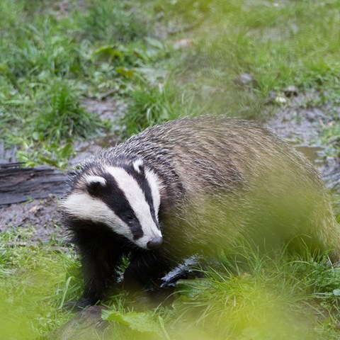 Bild på grävling i skogsmiljö.