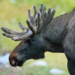 Älg. Foto: Beautiful Sweden