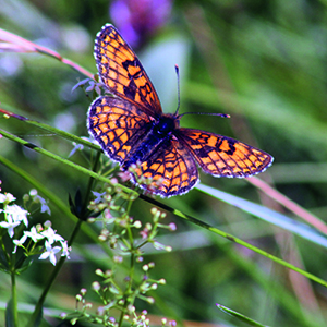 Antalet fjärilar är mindre på brända än obrända hyggen. Skogsnätfjäril. Foto: Petter Andersson, Calluna AB