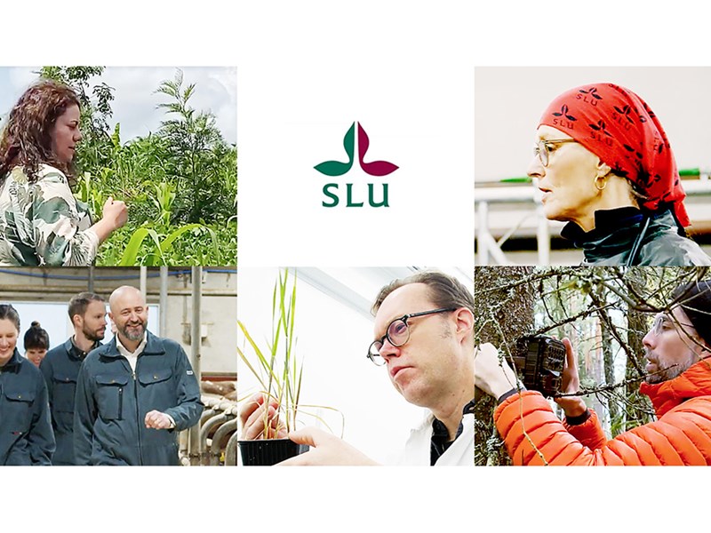 Bild av fem av de nya professorerna vid SLU i Uppsala