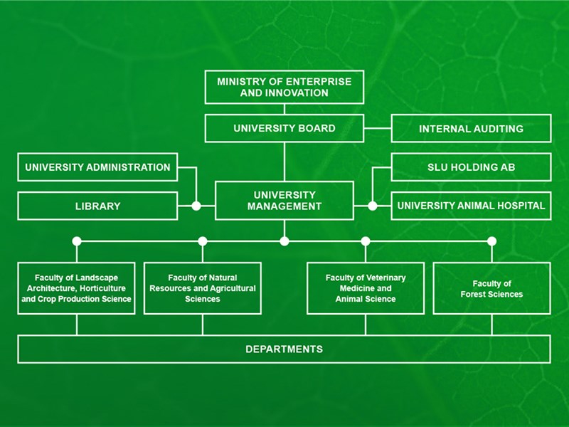 Organisation chart for SLU. Info graphic.