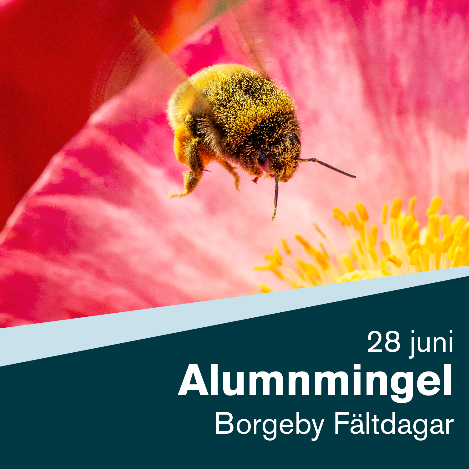 Humla från Pollinera Sverige. Fotograf Lena Granefelt