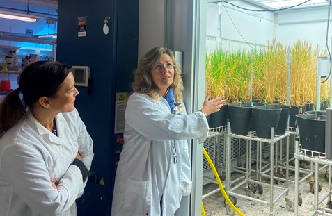 Madeleine Banks och Cecilia Wikström vid en odlingskammare på BioC, Utuna.