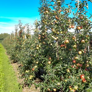 Apple trees in an orchard. Photo.