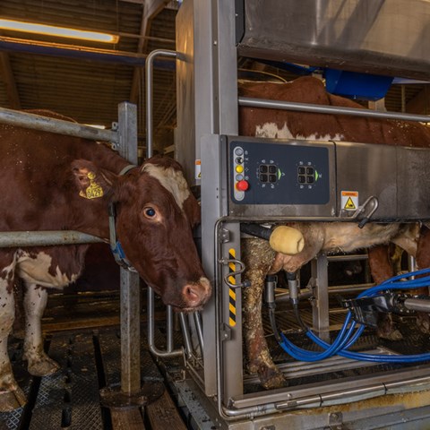 Kor vid en mjölkningsmaskin. Foto.