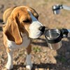A dog is sniffing on a cup containing a sample from fruit tree canker