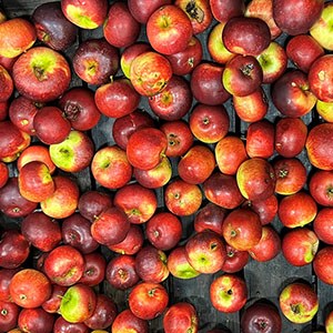 A box of class 2 apples, which vary in size and have cosmetic defects.