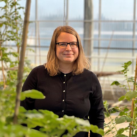 En fridfull kvinna i ett växthus med potatis