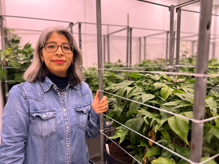 Nelida Leiva Eriksson bredvid sötpotatisplantor i Biotronen