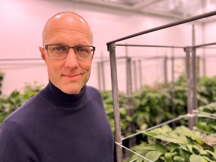 Dennis Eriksson bredvid sötpotatisplantor i Biotronen